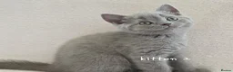 British Shorthair cats for sale: British short hair kittens  in Upminster - Advert 3