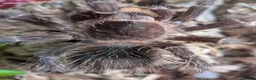 Tarantulas invertebrates for sale: Various Tarantulas (read description)  - Advert 7