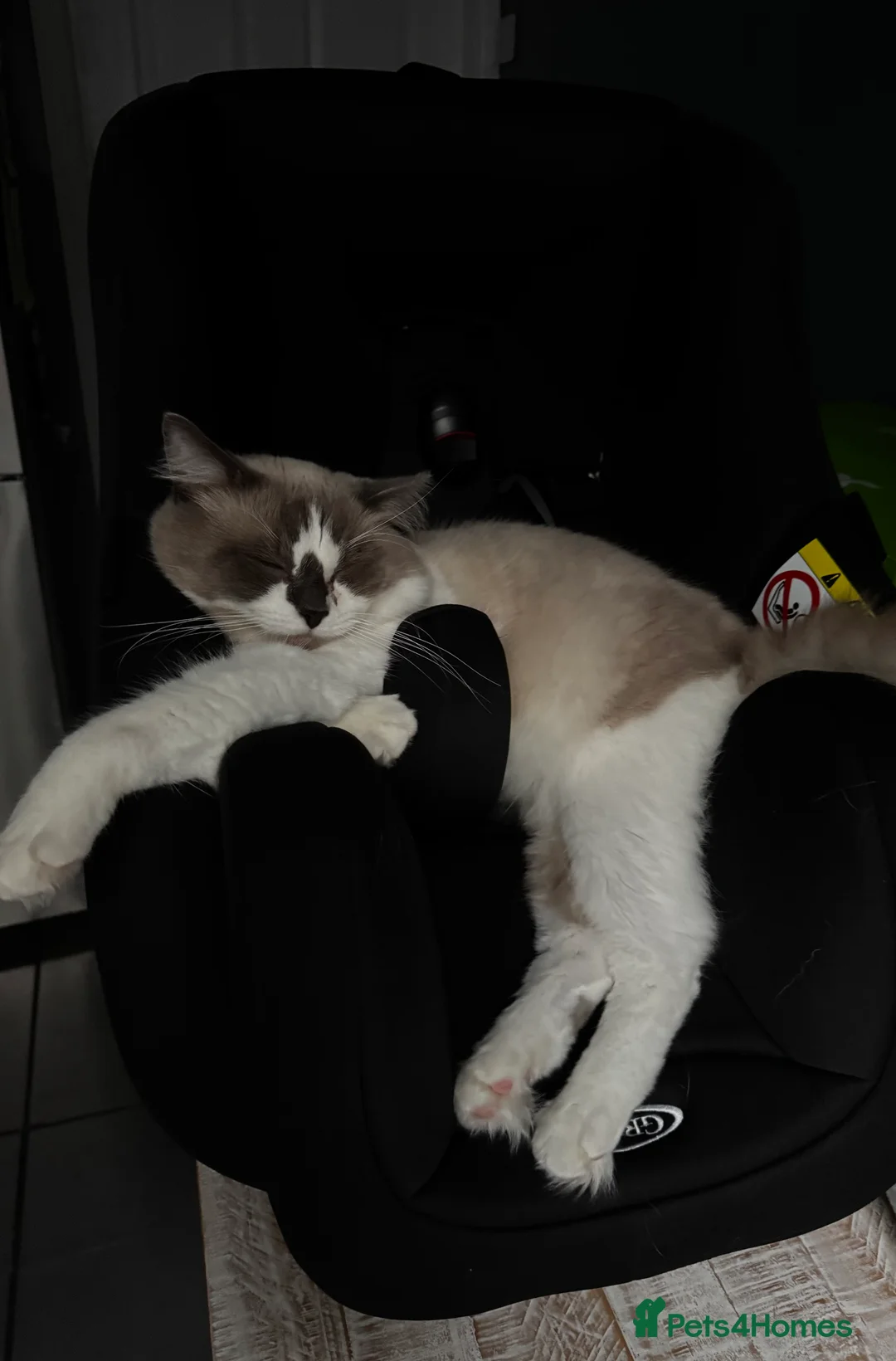 Ragdoll cats for sale: Ragdoll kitten for sale  - Advert 4