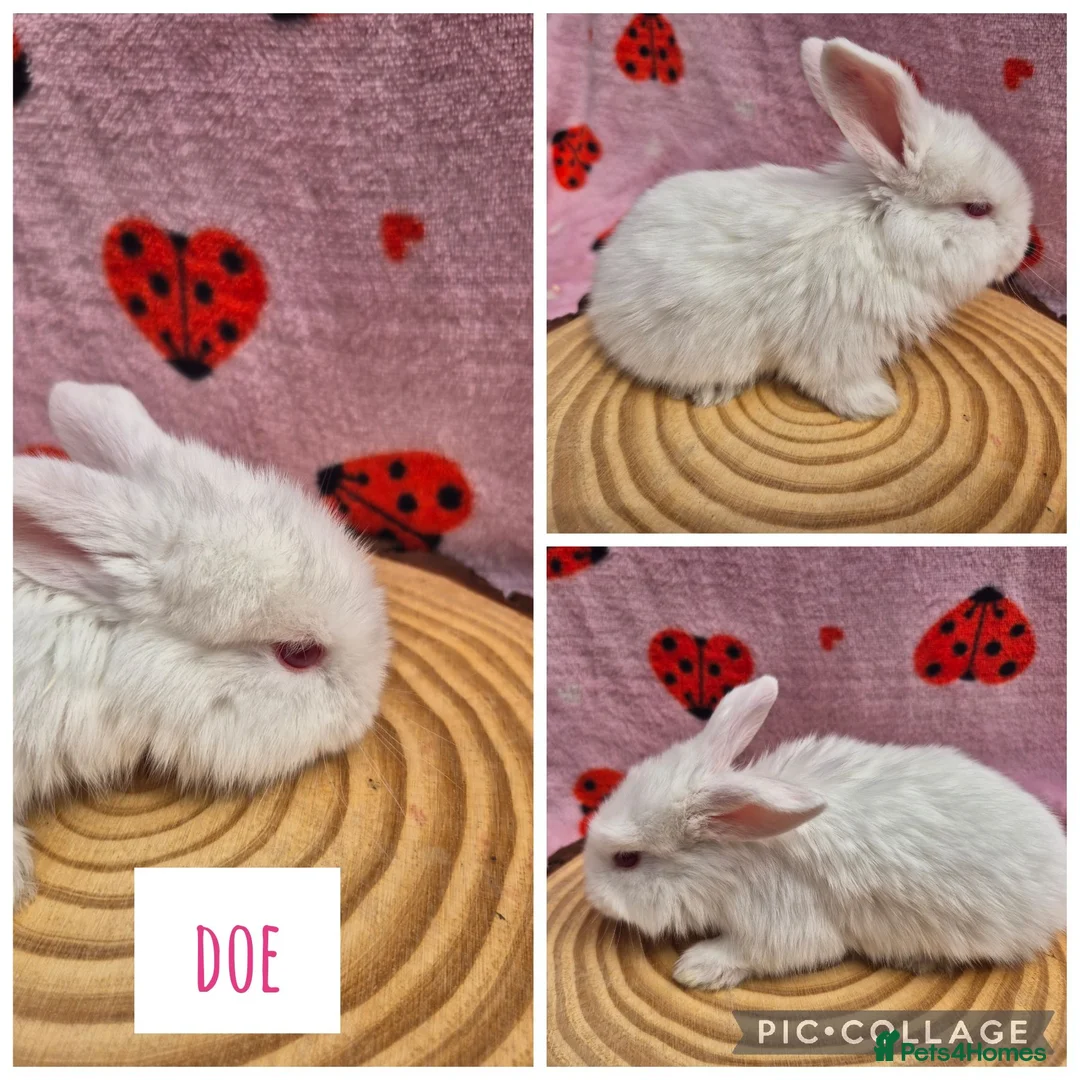 Mini Lop rabbits for sale: 🐇 READY TO RESERVE ❤️  - Advert 14