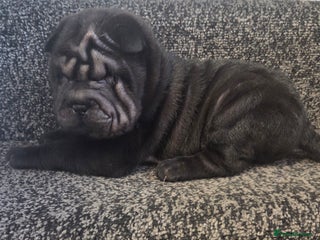 Shar Pei dogs ❤️ beautiful shar pei puppies ❤️ - Advert 1