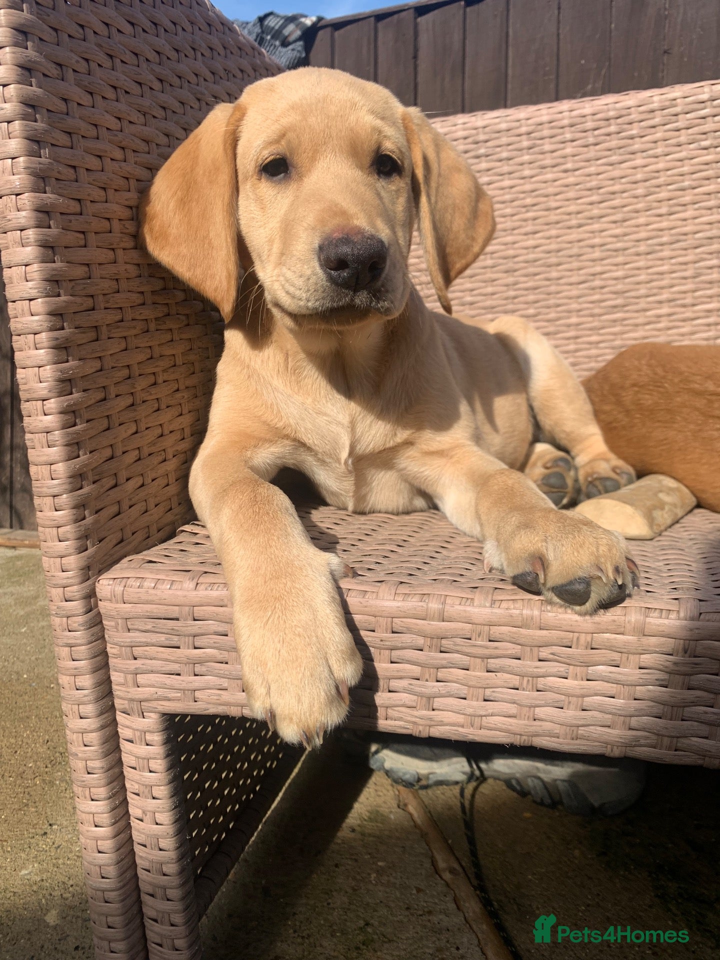 Labrador Retriever dogs Stunning KC Labrador/1 boy left 🐾 - Advert 14