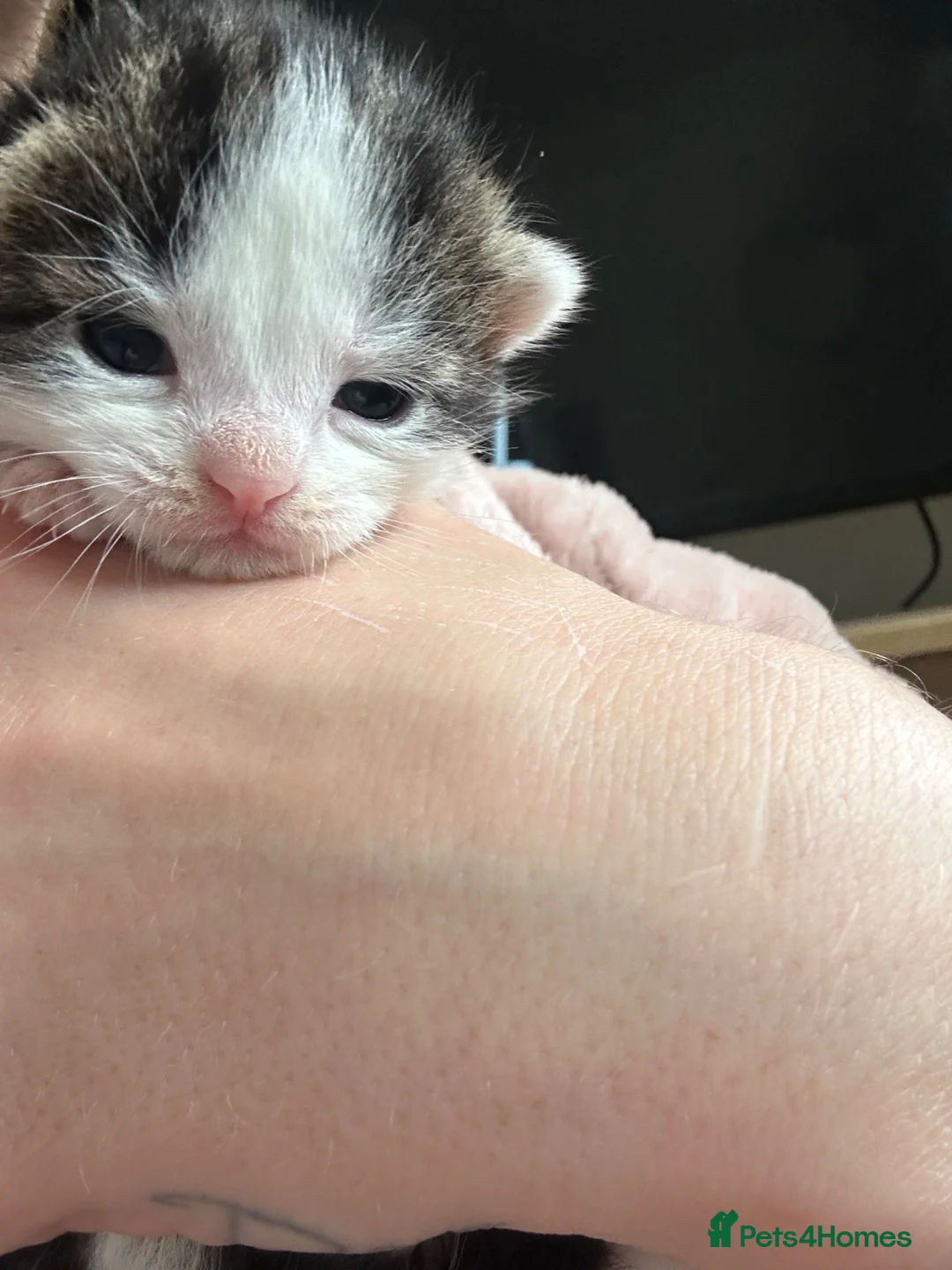 British Longhair cats for sale: Domestic long hair kitten - Advert 5