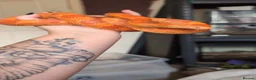 Mixed Breed reptiles for sale: Various reptiles looking for new homes  - Advert 3