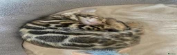 Bengal cats for sale: Bengal Wonderful Kitten.TICA registered😸😽😻✨✨✨ - Advert 7