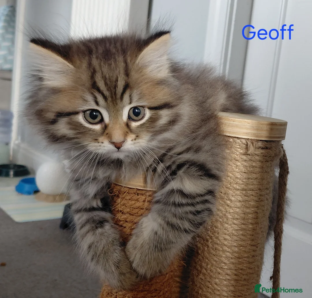 Siberian cats for sale: GCCF pedigree Siberian Tabby kittens - Advert 16