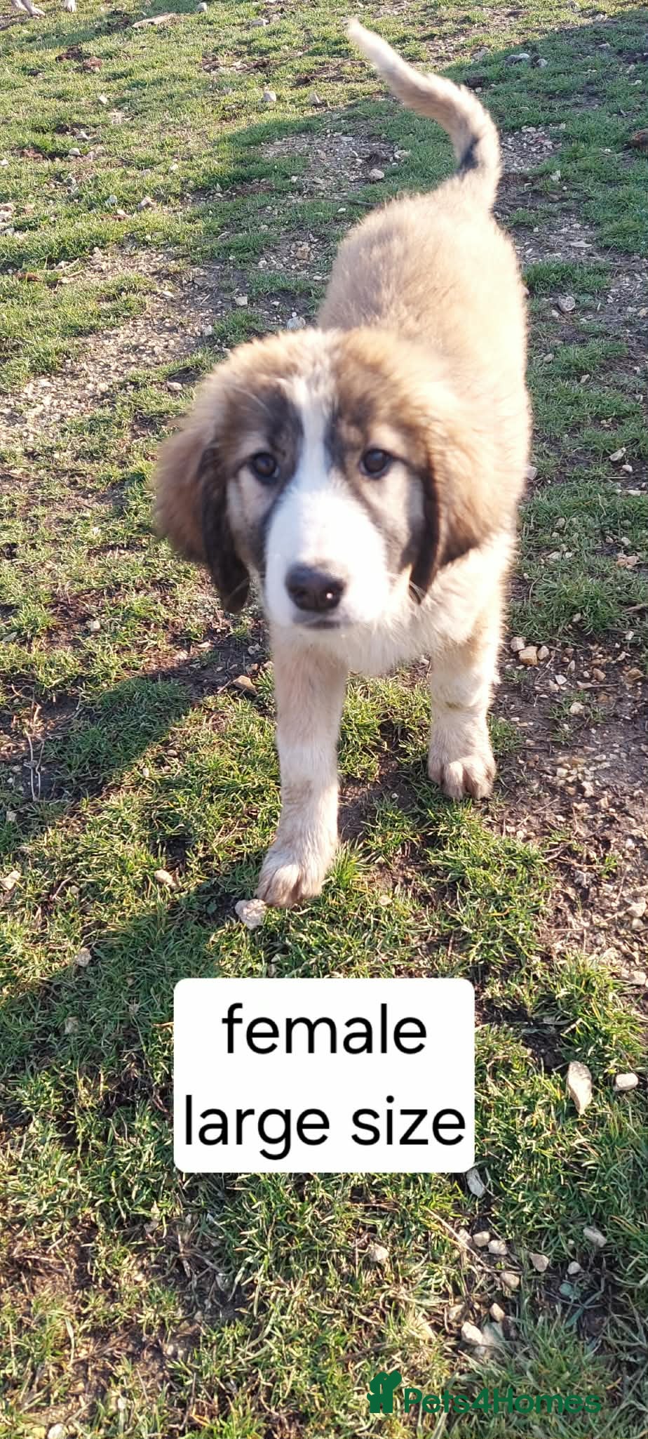 Mixed Breed dogs 4.5 month female Macedonian rescue  - Advert 3