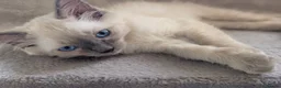Ragdoll cats for sale: 🩵💖🩵READY FOR MY NEW HOME🥹🩵💖🩵  - Advert 6