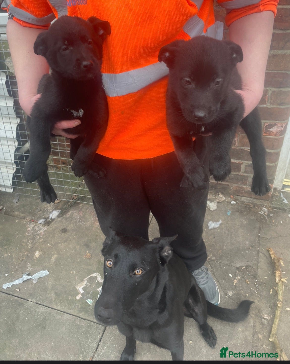 Mixed Breed dogs Belgium Malinios - Advert 3