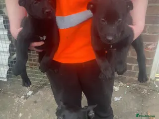 Mixed Breed dogs Belgium Malinios - Advert 3