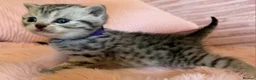 British Shorthair cats for sale: Beautiful bsh kittens  - Advert 24