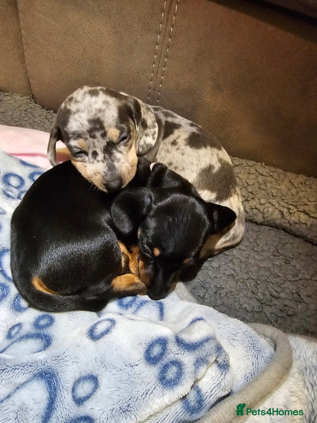 Miniature Dachshund dogs for sale: Beautiful miniature dachshund pups - Advert 14