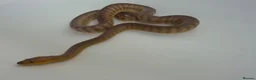 Python Snake reptiles for sale: Woma Pythons Male and Female in London - Advert 6