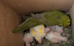 Parakeets birds for sale: Kakarikis - Image 1