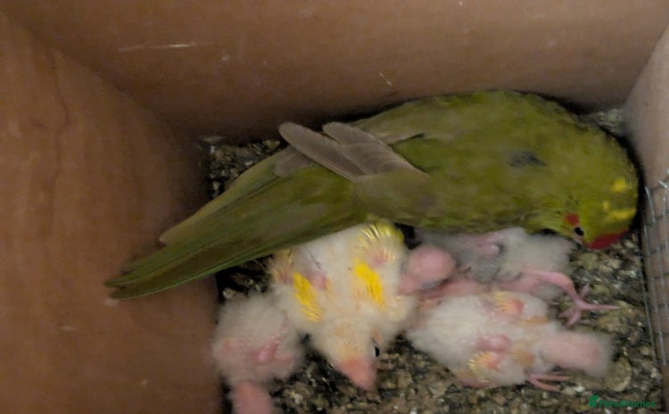 Parakeets birds - Advert 8
