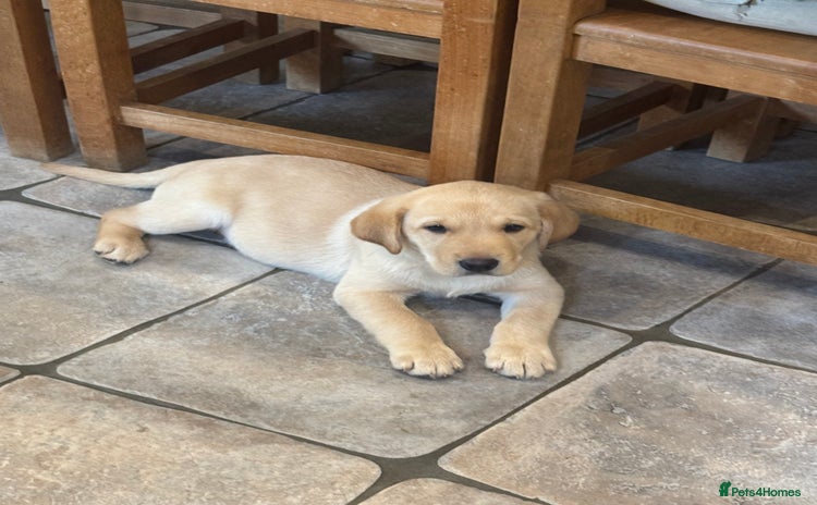 Labrador Retriever dogs - Advert 7