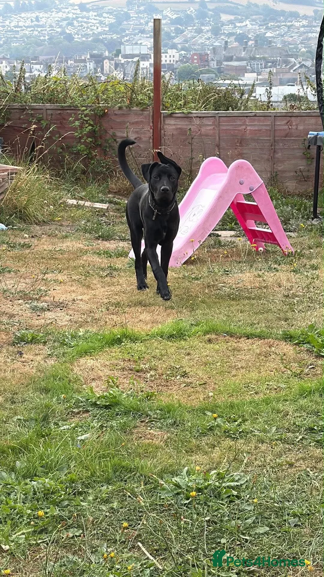 Cane Corso dogs for sale: Cane corso  in Swansea - Advert 6