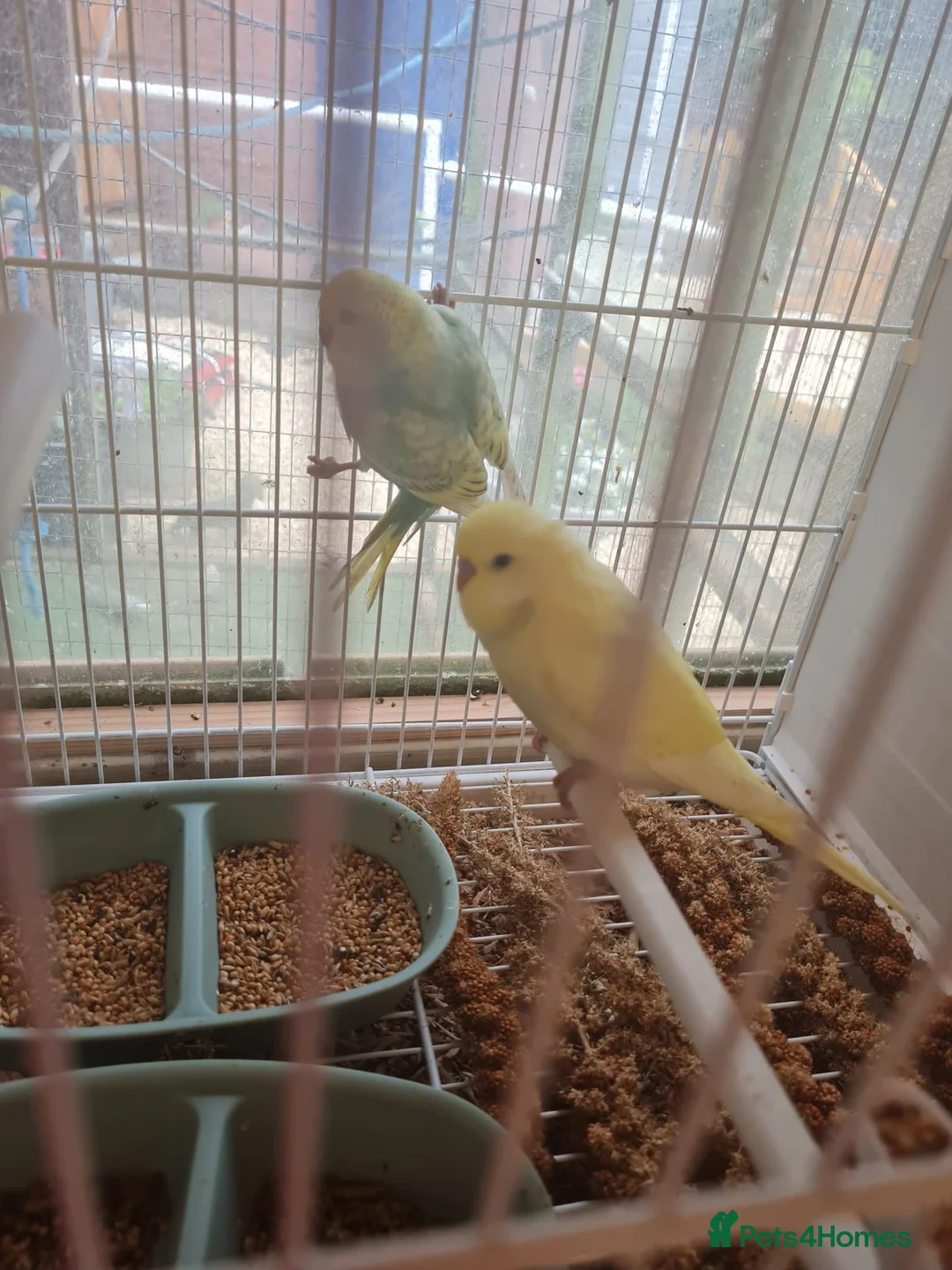 Budgerigars birds for sale: Baby budgies  in Telford - Advert 2