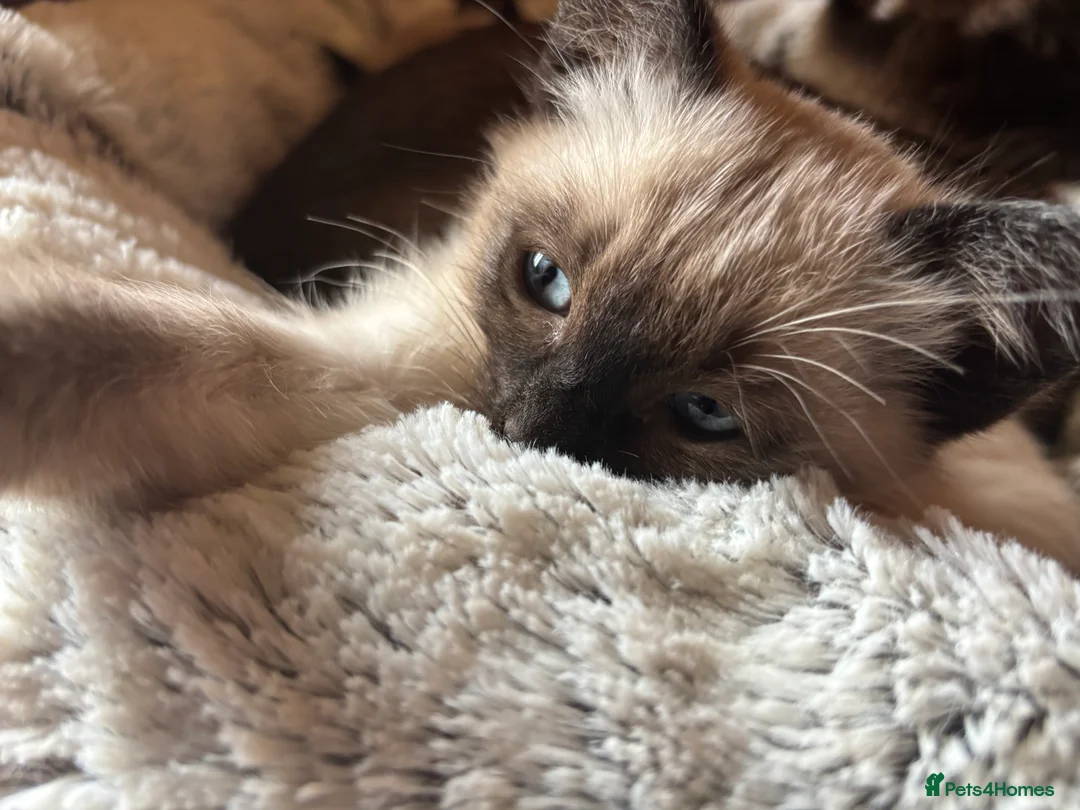 Tonkinese cats for sale: Superb Tonkdoll girl - Advert 1