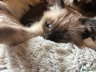 Tonkinese cats Superb Tonkdoll girl - Advert 1