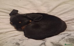 Chihuahua dogs for sale: Miniature dashshund Only 8 weeks old - Image 3