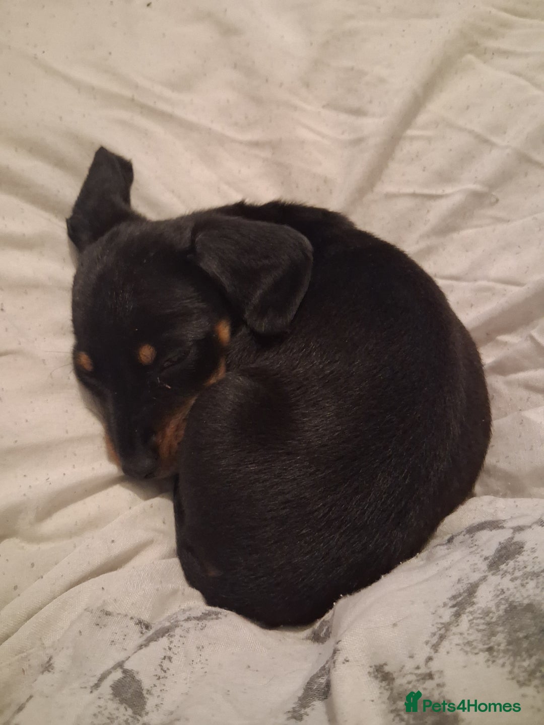 Chihuahua dogs for sale: Miniature dashshund Only 8 weeks old - Image 3