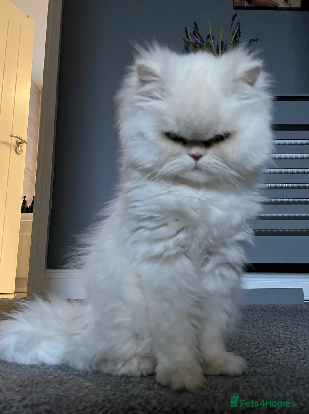 Persian cats for sale: 2 Female Persian Cats  - Advert 2