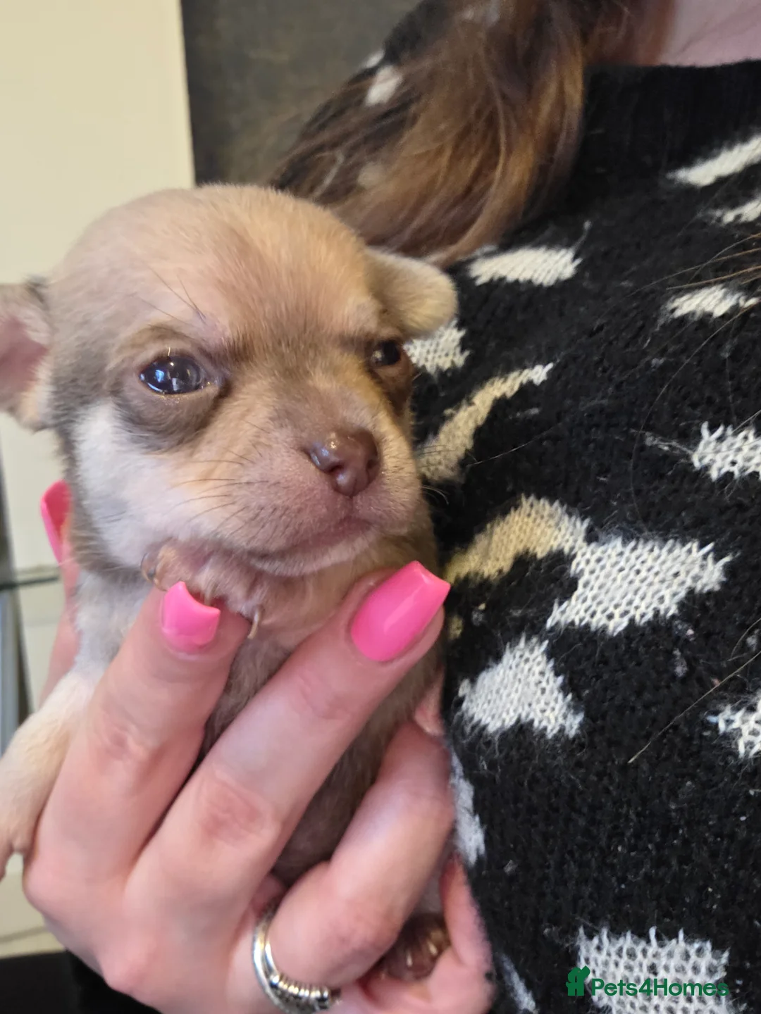 Chihuahua dogs for sale: Chihuahua Puppies - Advert 15