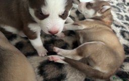 Siberian Husky dogs for sale: Siberian huskies  for sale  - Image 21
