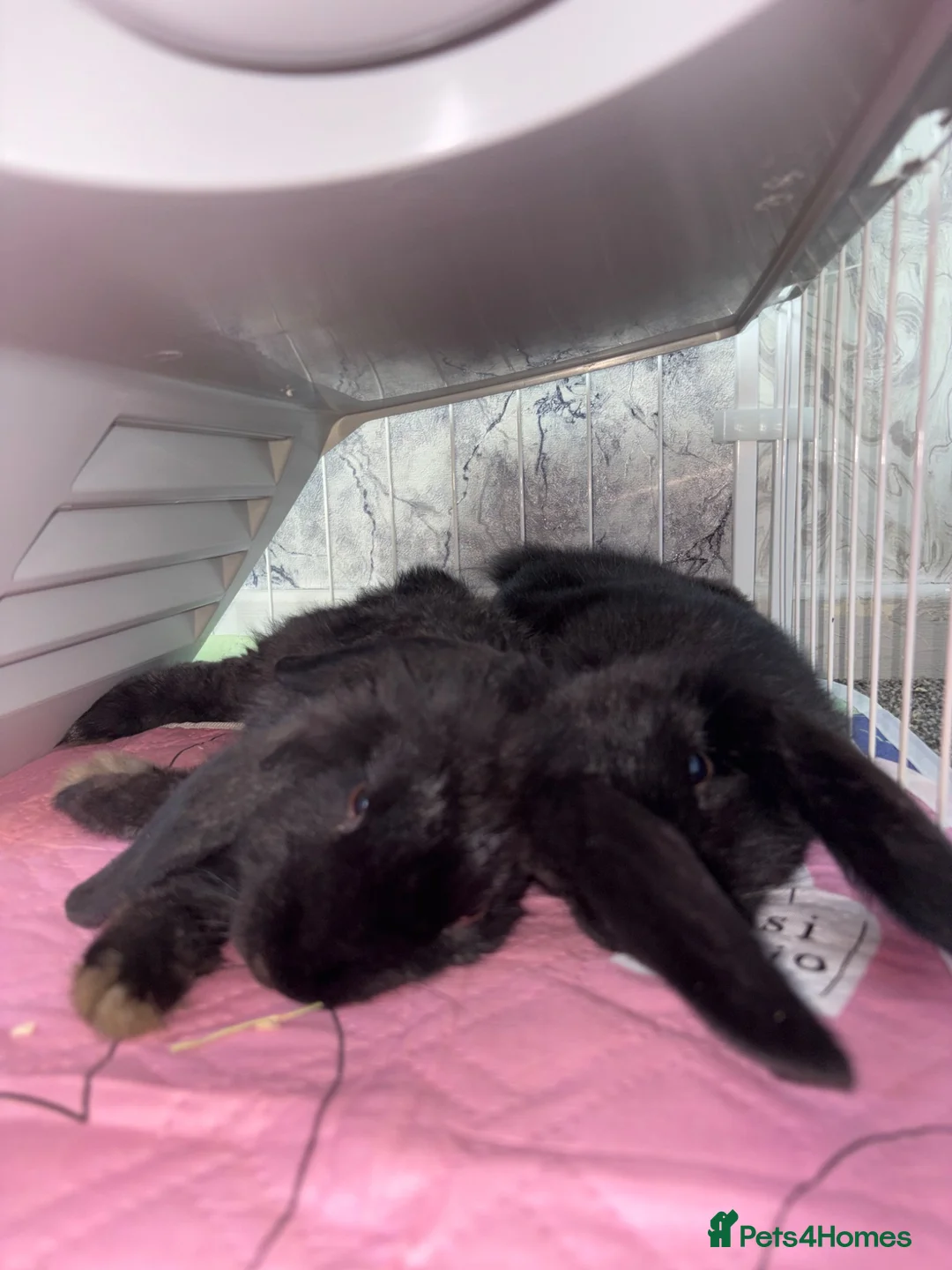 Mini Lop rabbits for sale: Mini lop rabbits  in Walsall - Advert 6