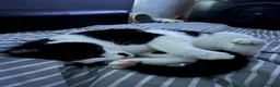 Mixed Breed cats for sale: Thor – A Striking, Really Affectionate Tuxedo Boy! in Brentwood - Advert 5
