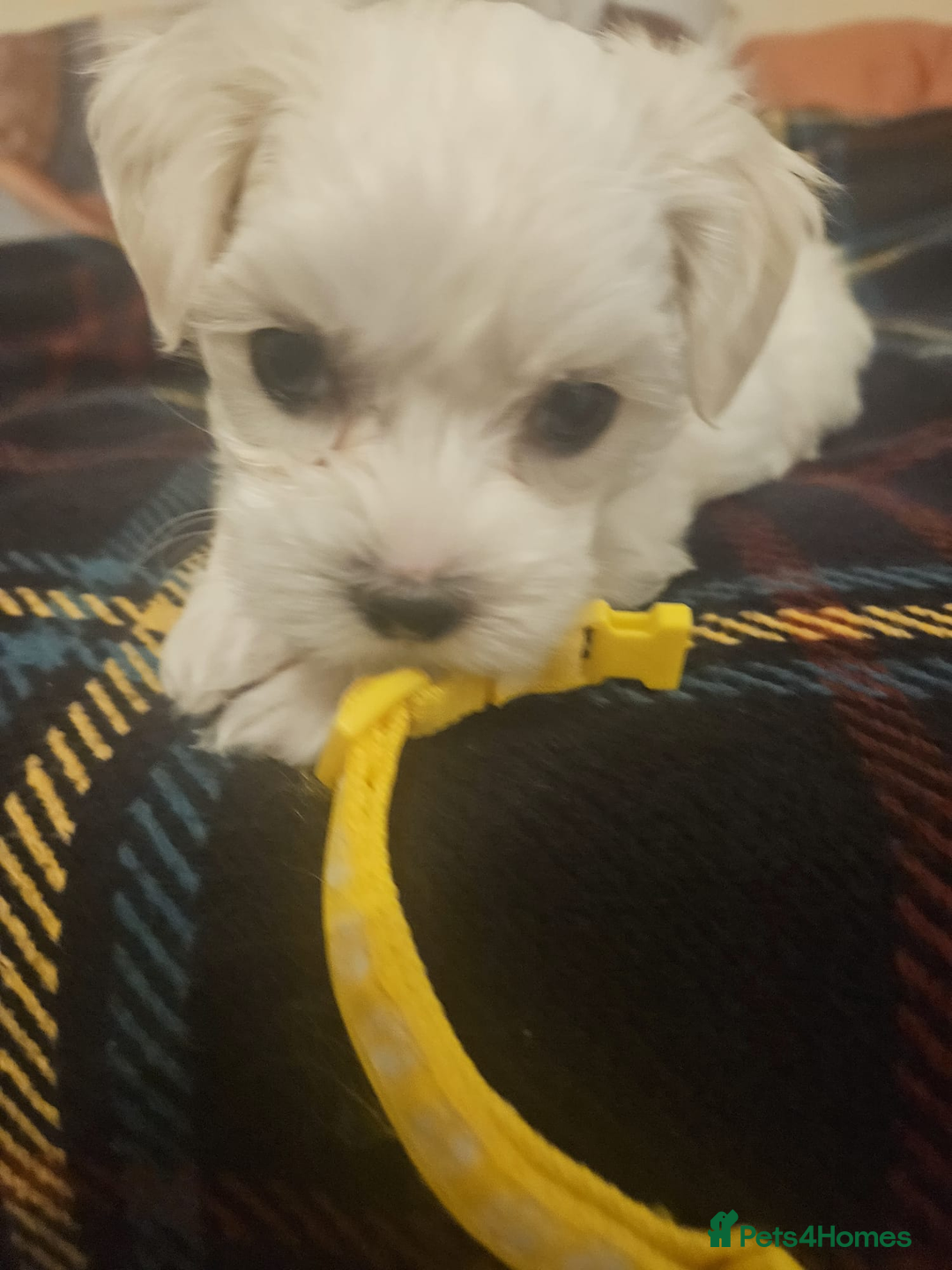 Maltese dogs for sale: 5 Male KC Maltese Puppies - Image 16