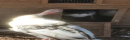 Turkeys poultry for sale: Crowitizer turky hen for sale - Advert 2