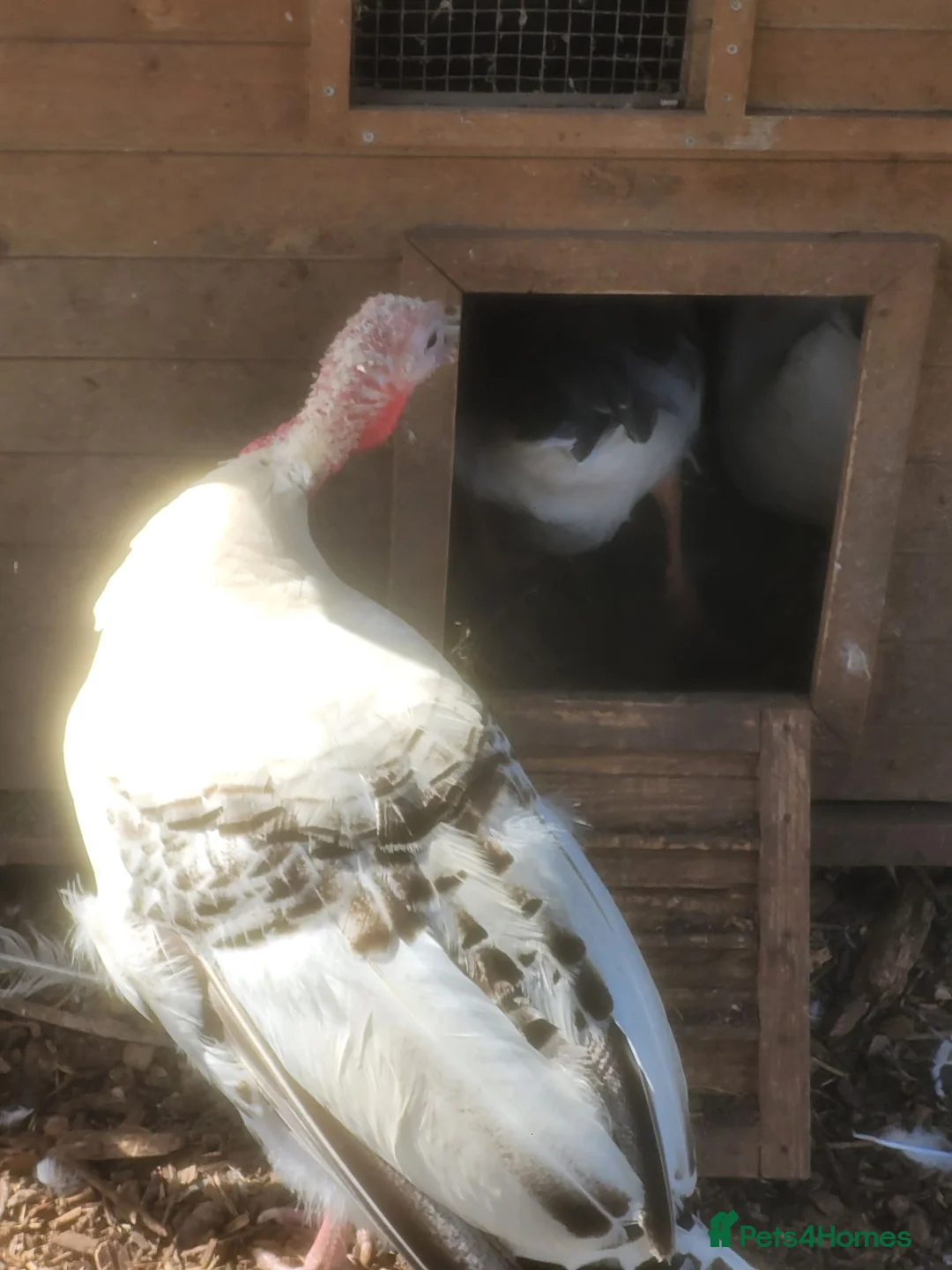 Turkeys poultry for sale: Crowitizer turky hen for sale - Advert 2