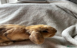 Mini Lop rabbits for sale: Mini lop babies looking for their forever homes - Image 2