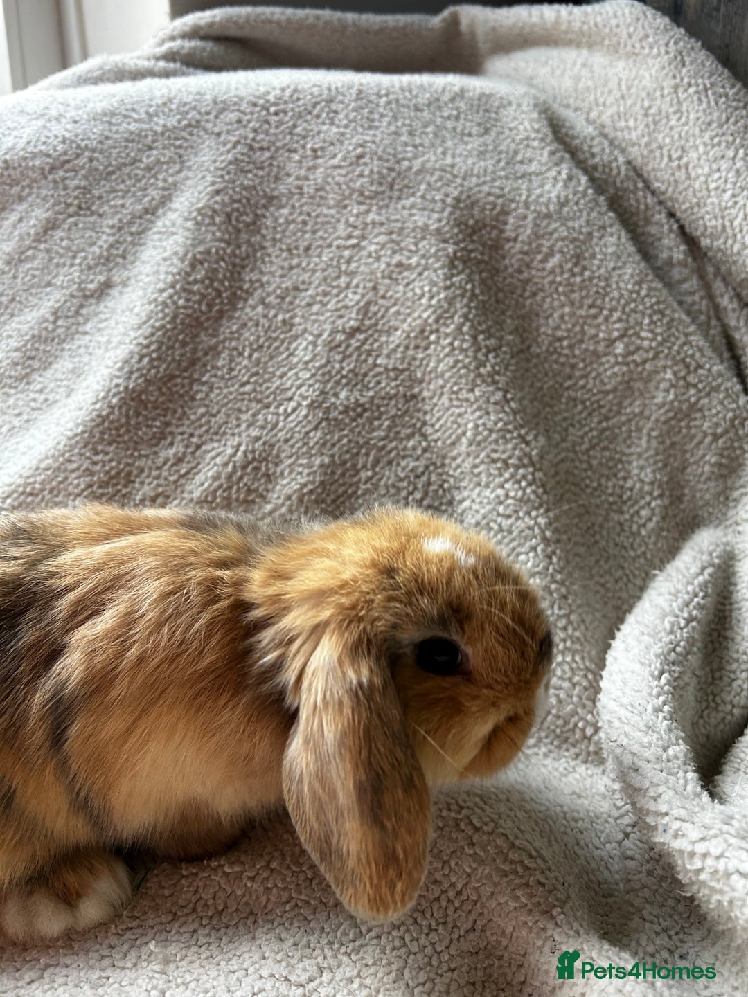 Mini Lop rabbits for sale: Mini lop babies looking for their forever homes - Image 2