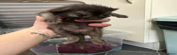 Mixed Breed cats for sale: Maine coon X in Fordingbridge - Advert 5