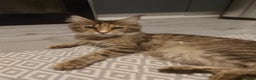 Maine Coon cats for sale: Beautiful Maine-coon girl.  - Advert 8