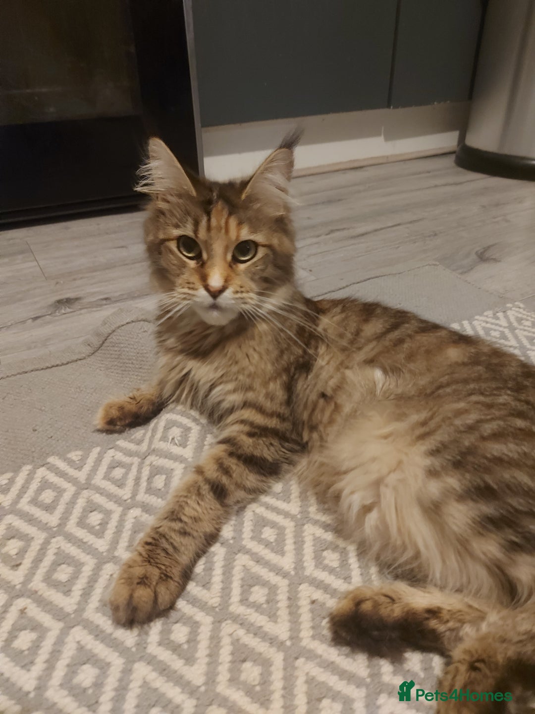 Maine Coon cats for sale: Beautiful Maine-coon girl.  - Advert 8