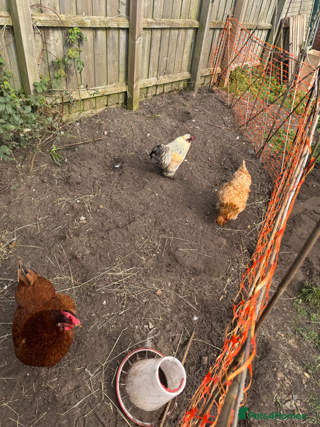 Chickens poultry for sale: 2 Hens & 1 Cockerel  - Advert 1