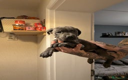 Cane Corso dogs for sale: Purebred champion bloodline cane corso - Image 15