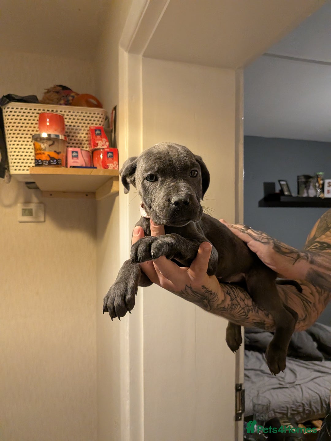 Cane Corso dogs for sale: Purebred champion bloodline cane corso - Image 15