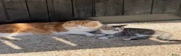 Mixed Breed cats for sale: 5 Gorgeous, Super-Friendly Kittens - Advert 5
