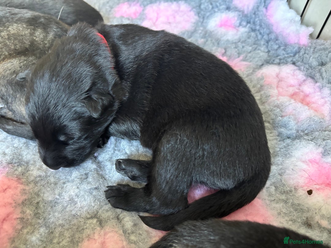 German Shepherd dogs for sale: KC Registered Working Line German Shepherd Puppies - Image 19