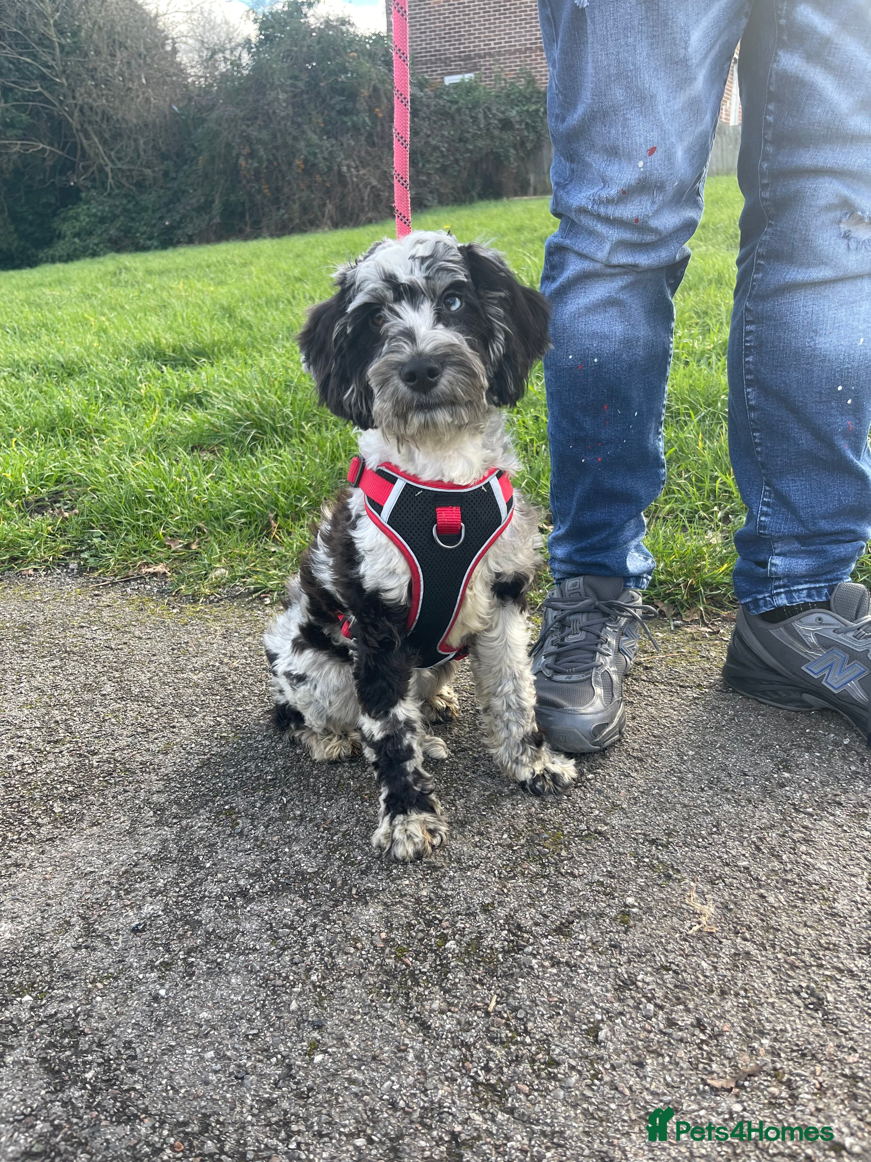 Cockapoo dogs Toy cockapoo puppy  - Advert 2