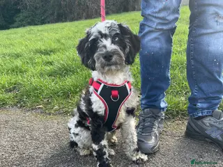 Cockapoo dogs Toy cockapoo puppy - Advert 2