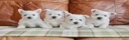 West Highland Terrier dogs for sale: Stunning West Highland Terrier Puppies - Advert 1