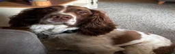 English Springer Spaniel dogs for sale: English springer spaniel in Thetford - Advert 5
