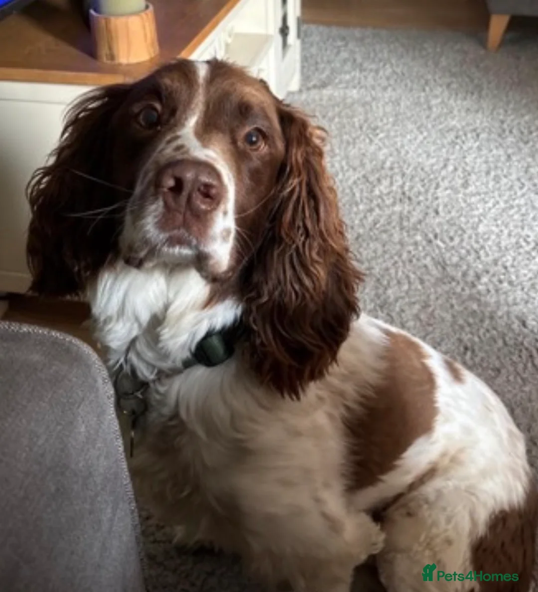 English Springer Spaniel dogs for sale: English springer spaniel in Thetford - Advert 5