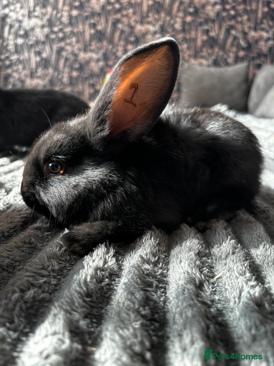 Continental Giant rabbits for sale: GERMAN GIANTS (continentals) 8 kits available  - Advert 6